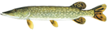 Щука звичайна (Esox lucius)